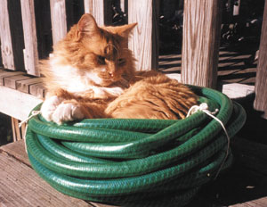 Boris sunning in a garden hose