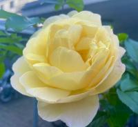 A yellow rose by the bike rack at Langfurrenstrasse