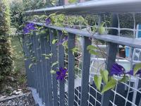 Clematis flowers are blooming despite the oppressive heat