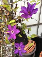 Clematis still going (semi-)strong on October 9th!