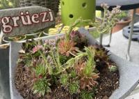 Grüezi with some succulents in Niddy's flower-dish
