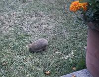 Hedghog visitor 2026