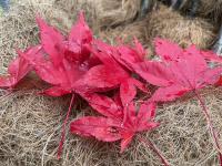 Japanese Maple Leaves from next door