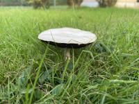 Large mushroom in the backyard