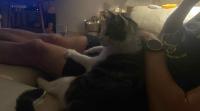 Leo digs his claws into Marco's leg