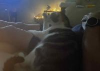 Leo's getting real comfy - watching himself