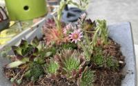 Niddy's flower-dish continues to contain succulents