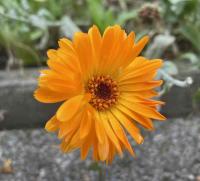 Orange Zinnia outside our door at home
