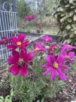 Ragged but fighting to stay alive