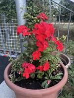 Recovered well after the hailstorm two weeks ago