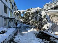 Snowy tree in front of the apartment on December 3rd, 2023