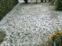 The backyard filled with hail (many flowers survived, but some did not)