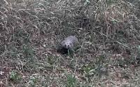 The hedgehog's looking right at me