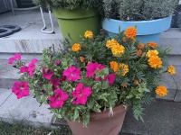 The pink flowers are back as well after the hailstorm two weeks ago