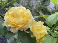 Yellow roses in the rain by the bike rack at Langfurrenstrasse