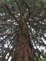 Massive fir tree on Guldisloostrasse (1)