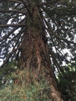 Massive fir tree on Guldisloostrasse