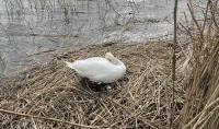 A swan brooding an egg in its nest on the Pfäffikersee