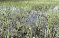 Flooded reeds in the Pfäffikersee Naturschutzgebiet (1)