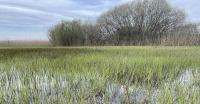Flooded reeds in the Pfäffikersee Naturschutzgebiet