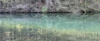 Greenish waters in the pond in the Kämptnertobel
