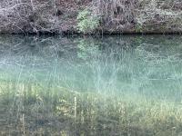 Reflected trees in the greenish waters in the pond in the Kämptnertobel