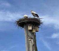 Storks in their nest in Pfäffikon