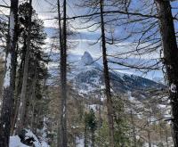 The Matterhorn through the trees