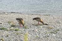Egyptian geese feed in the Rhine riverbed