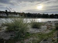 Lush vegetation in the Rhine riverbed in Basel