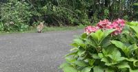 Bunny rabbit by some flowers