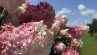 Hydrangea at Mr. Shake