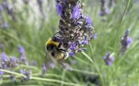 A bee busily feeds on a lavender blossom