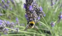 A bee feeds on lavender