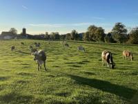 A cow looks up from grazing in the late-afternoon light near Kempten
