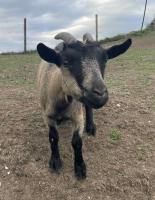 A curious goat up on Ettenbohlstrasse