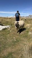A large sheep blocks the way after Marco's walked through