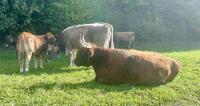A long-horned Angus near the Schnurrberg