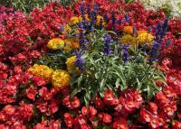 A riot of flowers at Atzmännig