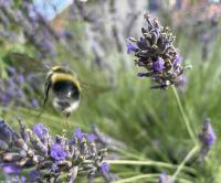 Bee flying in for a landing