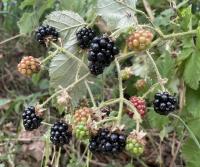 Blackberries in the Chatzetöbeli above Adetswil