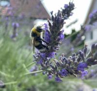 Closeup of a bee on a lavender blossom