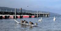 Closeup of ducks and swans at the Greifensee