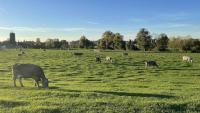 Cows graze in the late-afternoon light near Kempten
