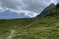 Cows graze in the shadow of the Eiger on the way down to Alpiglen