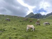 Cows grazing in a field (Männlichen)