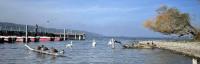 Ducks and swans at the Greifensee