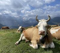 Happy cow in the sun on Männlichen