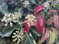 Hedera colchica on Schwalbenstrasse