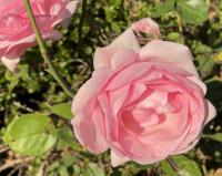 Pink rose on Schwalbenstrasse